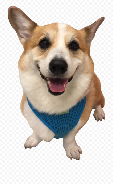 Dog Corgi Transparent Background