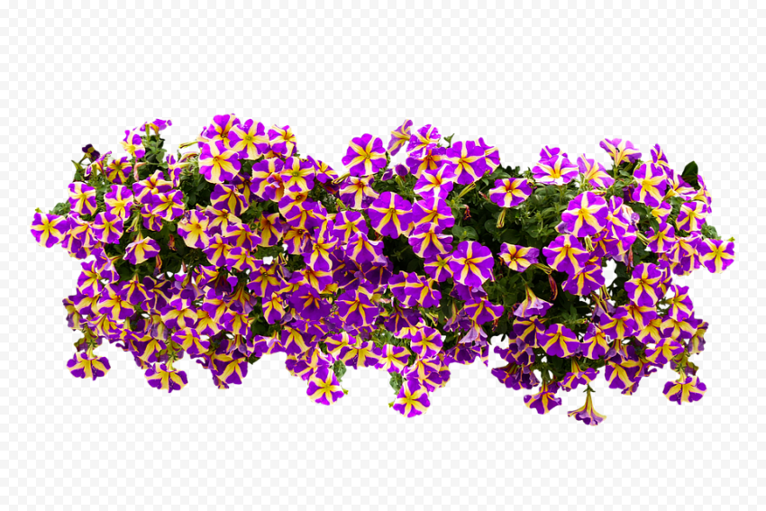 Download Petunia PNG File
