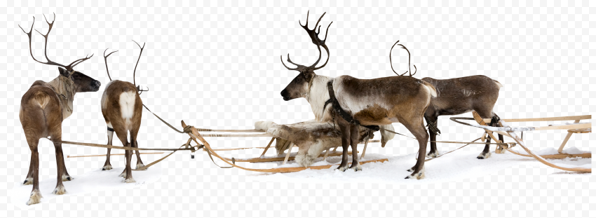 wildlife deer reindeer for christmas