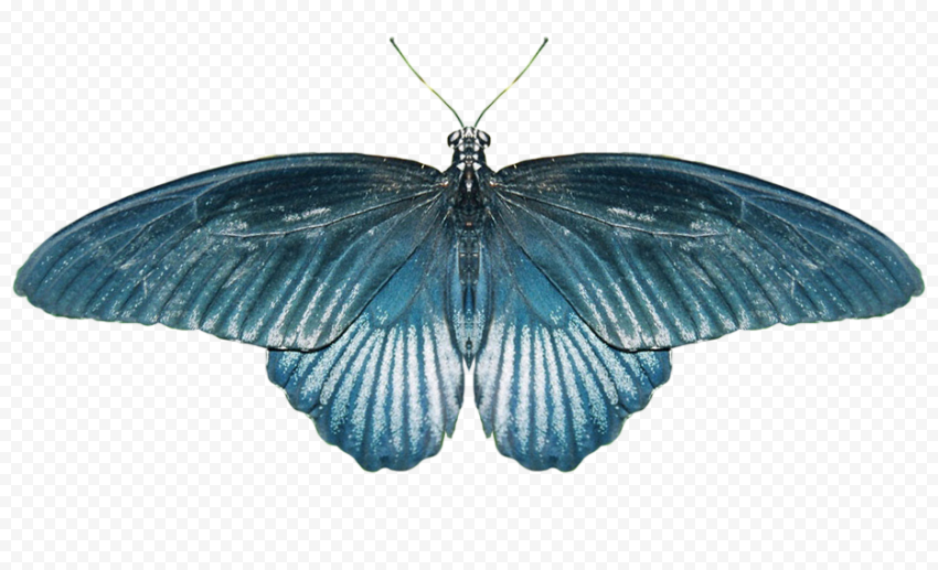 butterfly png drawing