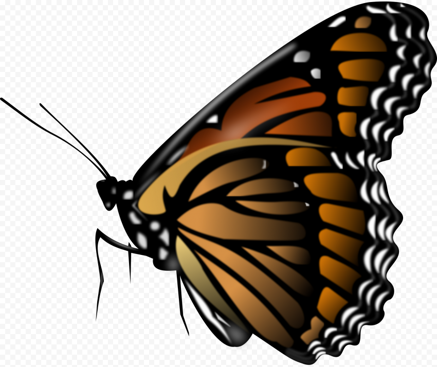butterfly png clipart free