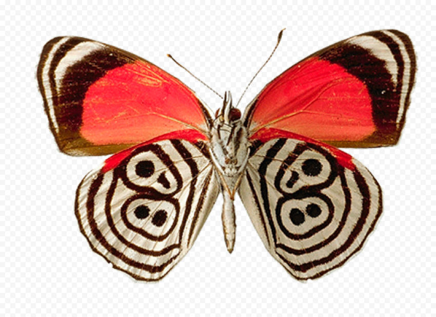 butterfly png freepik