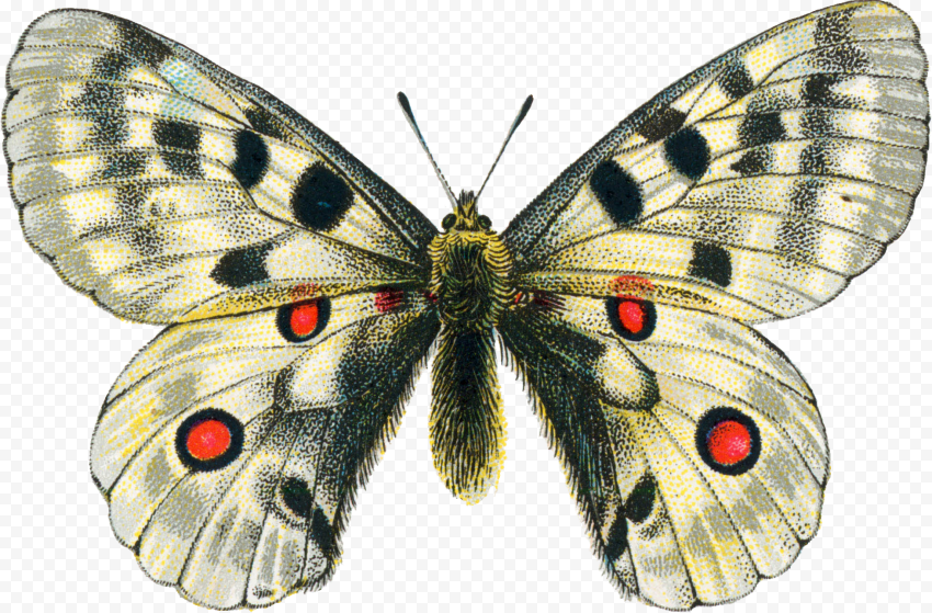 butterfly png for editing
