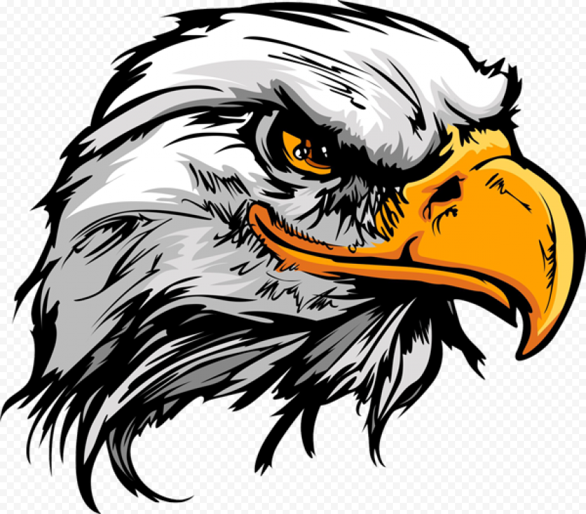 Bald Eagle, pig head, animals, vertebrate, head