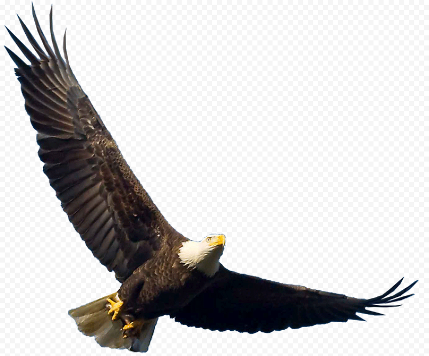 Bald Eagle Bird Turkey vulture Buzzard, eagle, animals, bald Eagle, fauna