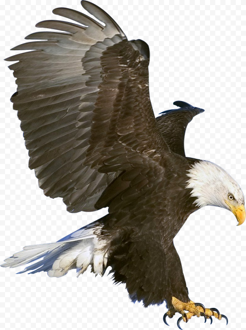 Bald Eagle Black eagle, american eagle, animals, fauna, wildlife