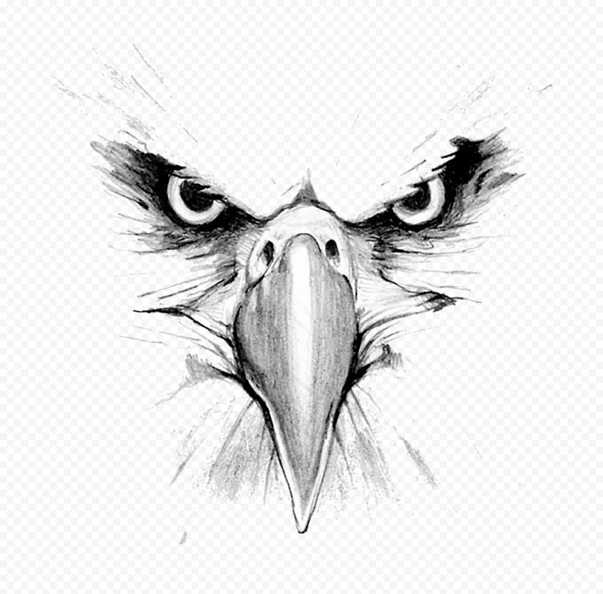 gray eagle illustration, Bald Eagle Drawing Hawk Mountain Sanctuary Golden eagle, eagle, face, animals, monochrome