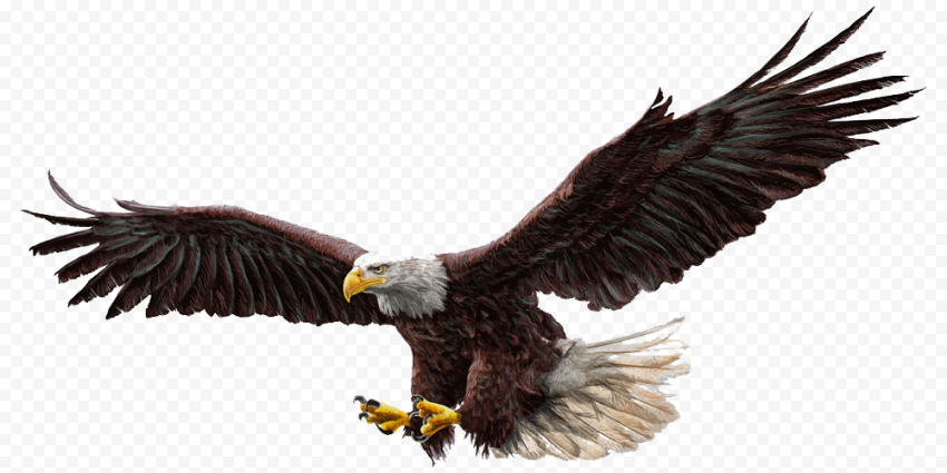 Bald Eagle Drawing Illustration, Eagle, animals, color, fauna