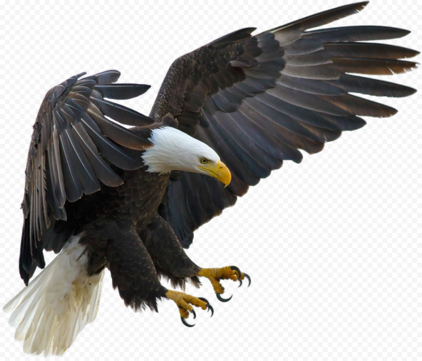 American Eagle, Bald Eagle Bird Tawny eagle Golden eagle, eagle, animals, fauna, wildlife 