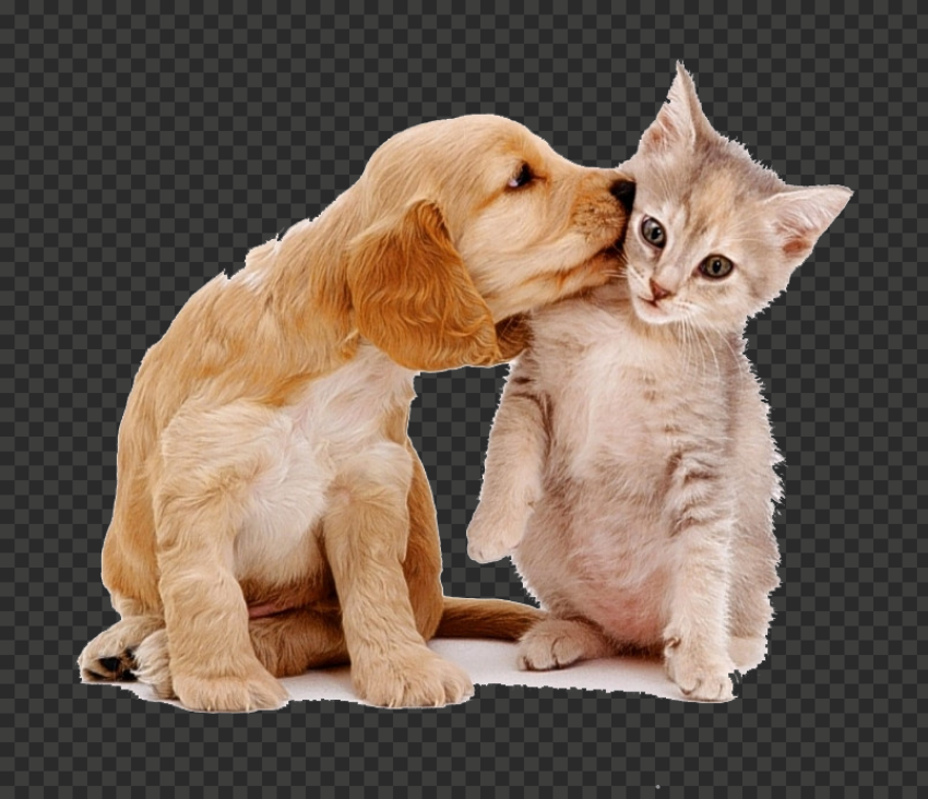 kisspng siberian husky maine coon puppy kitten cat food cats and dogs love each other
