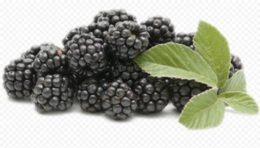 blackberry fruit png picture
