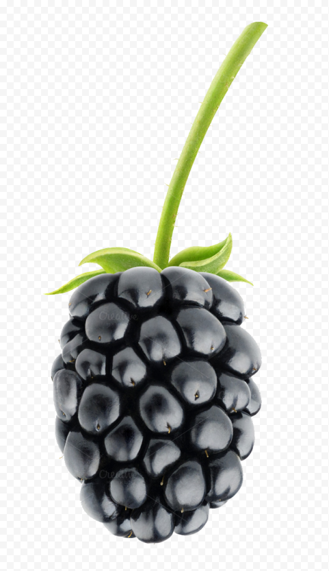 blackberry fruit png pic