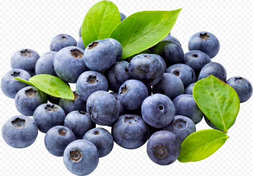 blueberry free download