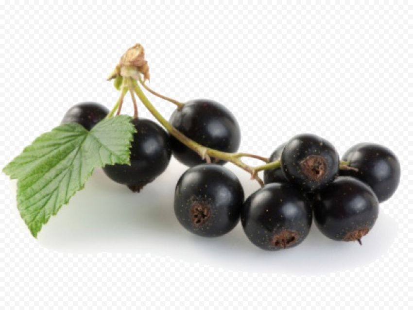 jamun java plum file