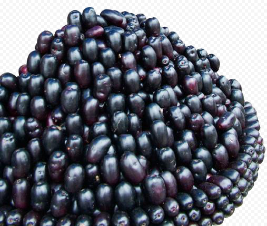 jamun java plum image