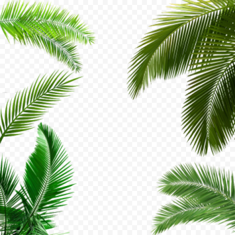 alm tree leaf palm tree leaf palm tree transparent palm leaves poster