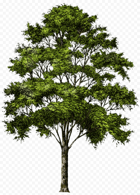 tree png background