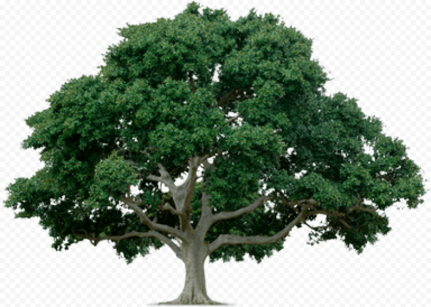 tree png image