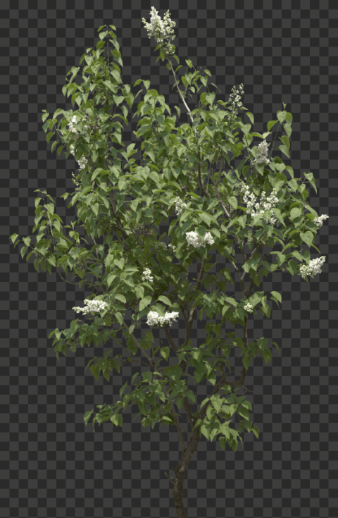 tree 1829x2800