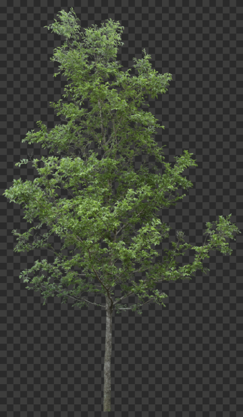 tree 2037x3500