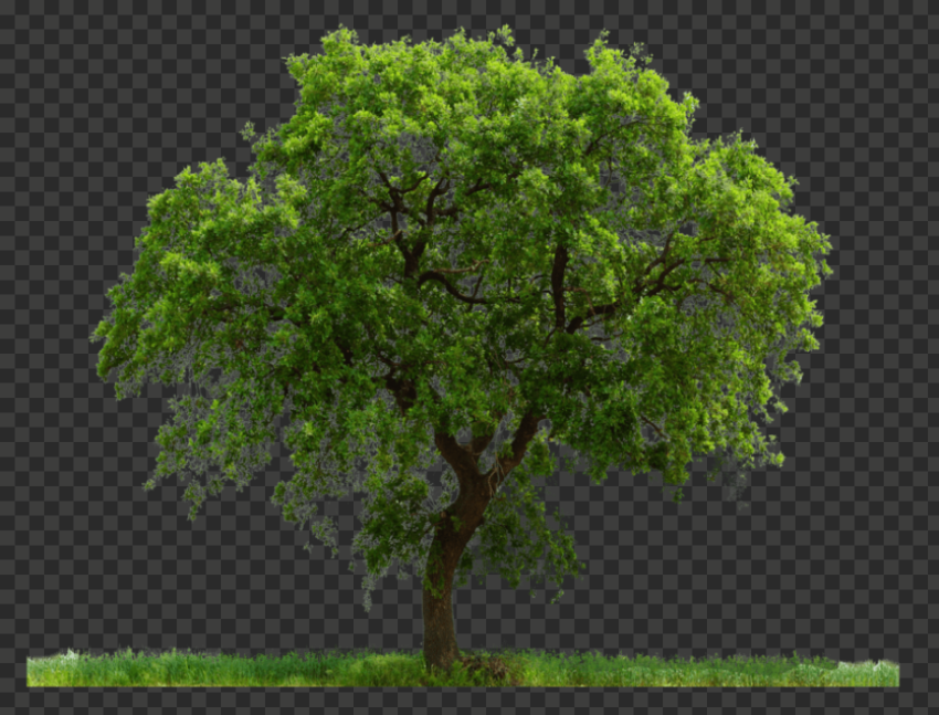 tree free image png