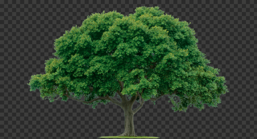 tree 961x520