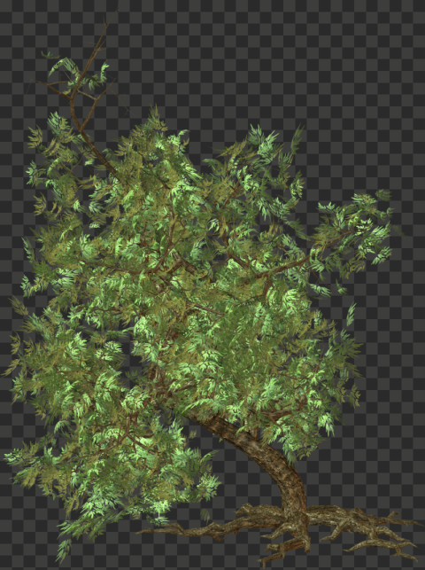 tree png plan