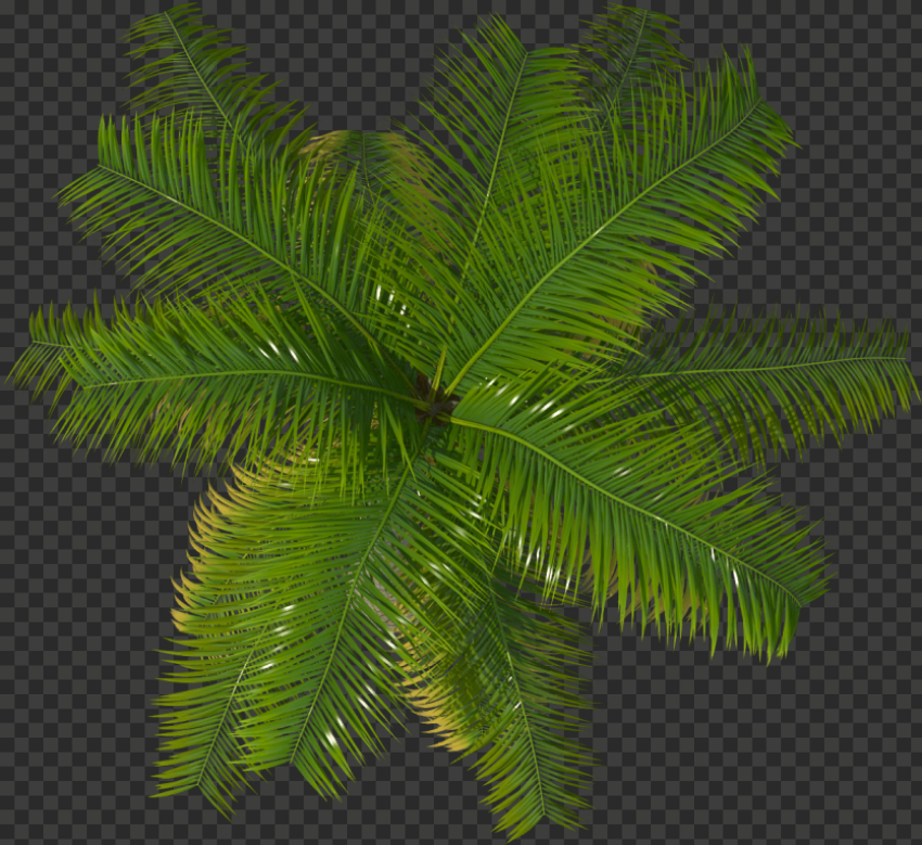 palm tree top palm tree top view 
