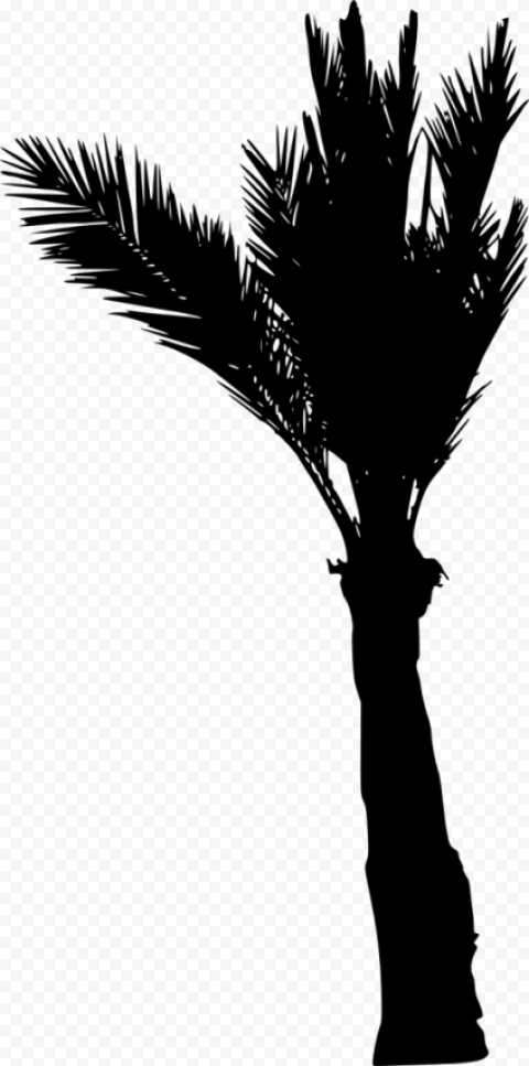 palm tree silhouette png vector