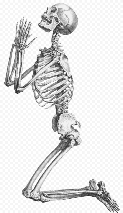 Halloween Skeleton Transparent Background