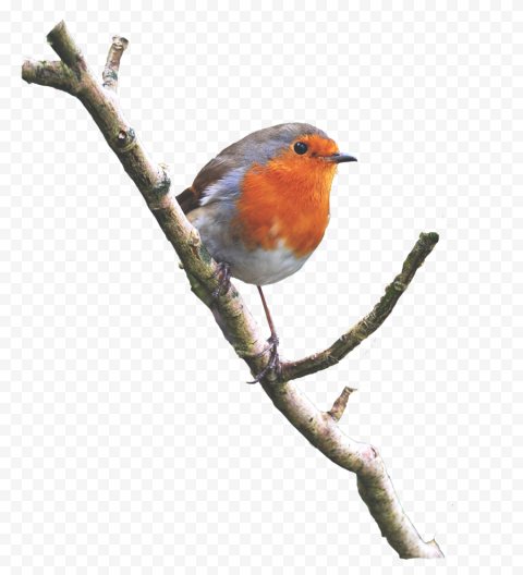 American Robin Bird Free PNG Image