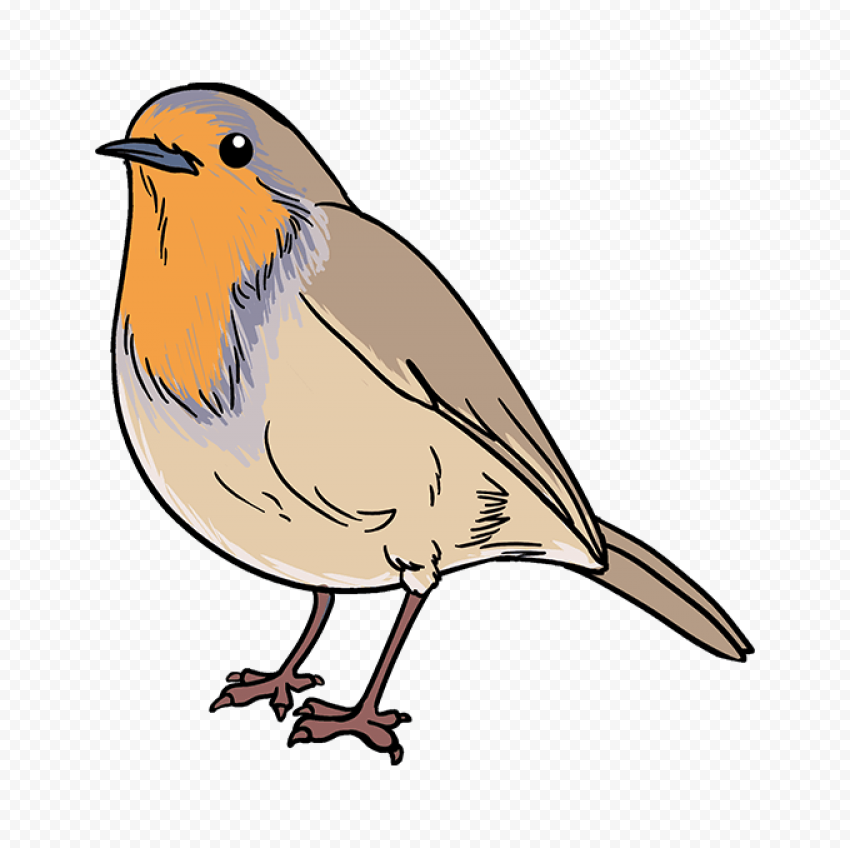 European Robin Bird PNG Photo HQ