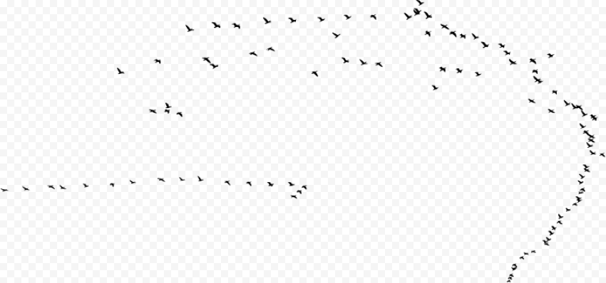 Flock of Birds PNG Photo