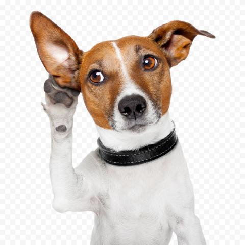 Cute Pet No Background