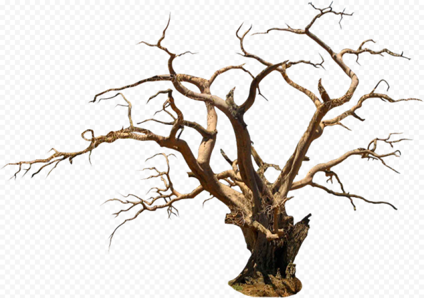 Halloween Tree PNG Picture