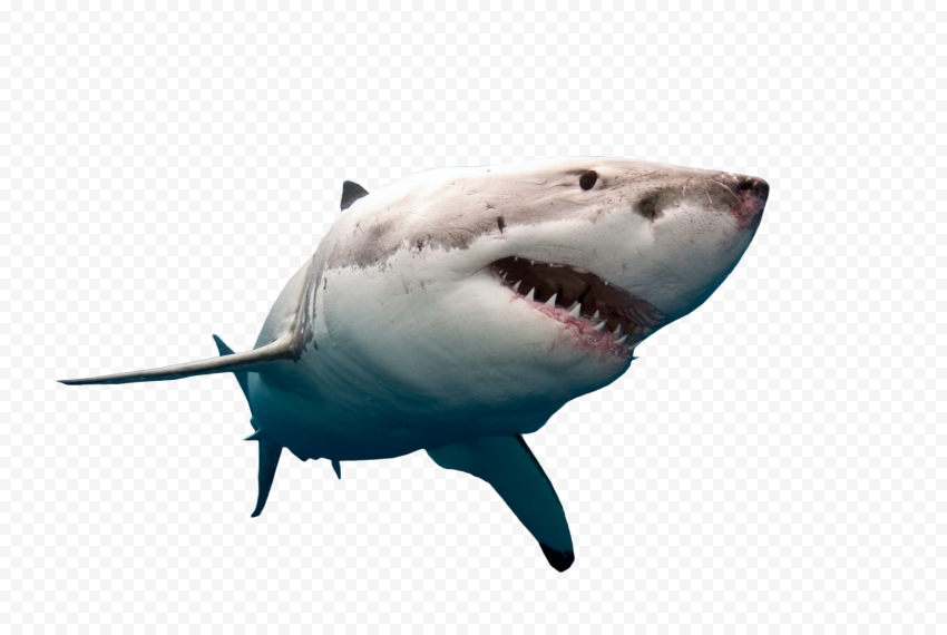 Face Megalodon Shark PNG Pic