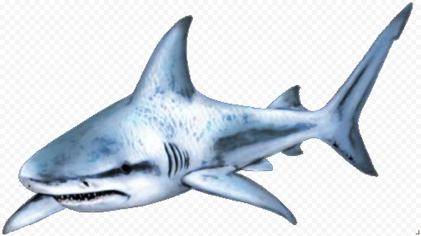 Shark PNG Transparent