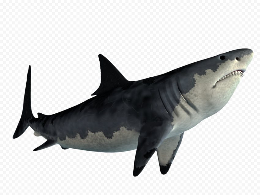 Whale Real Shark PNG Image