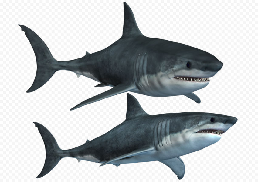 Shark PNG Photos