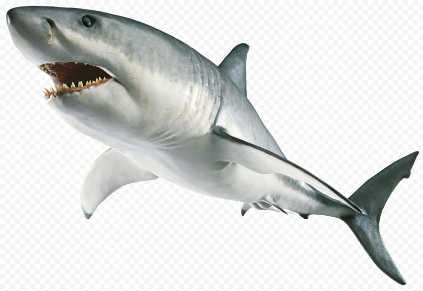 Wildlife Real Shark Transparent Background