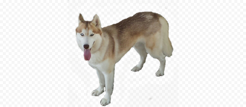 Husky PNG No Background