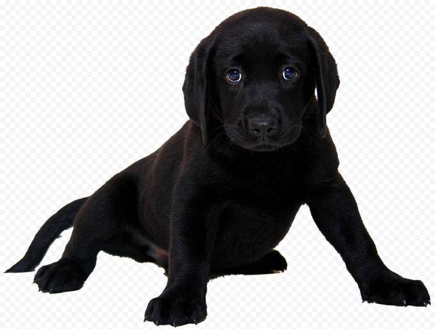 Labrador PNG HD