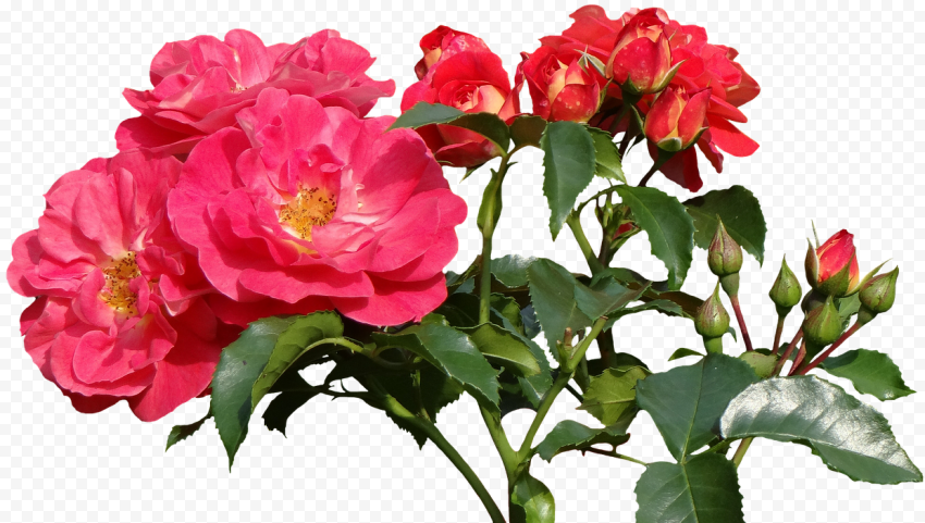 Valentines Day Rose PNG Image