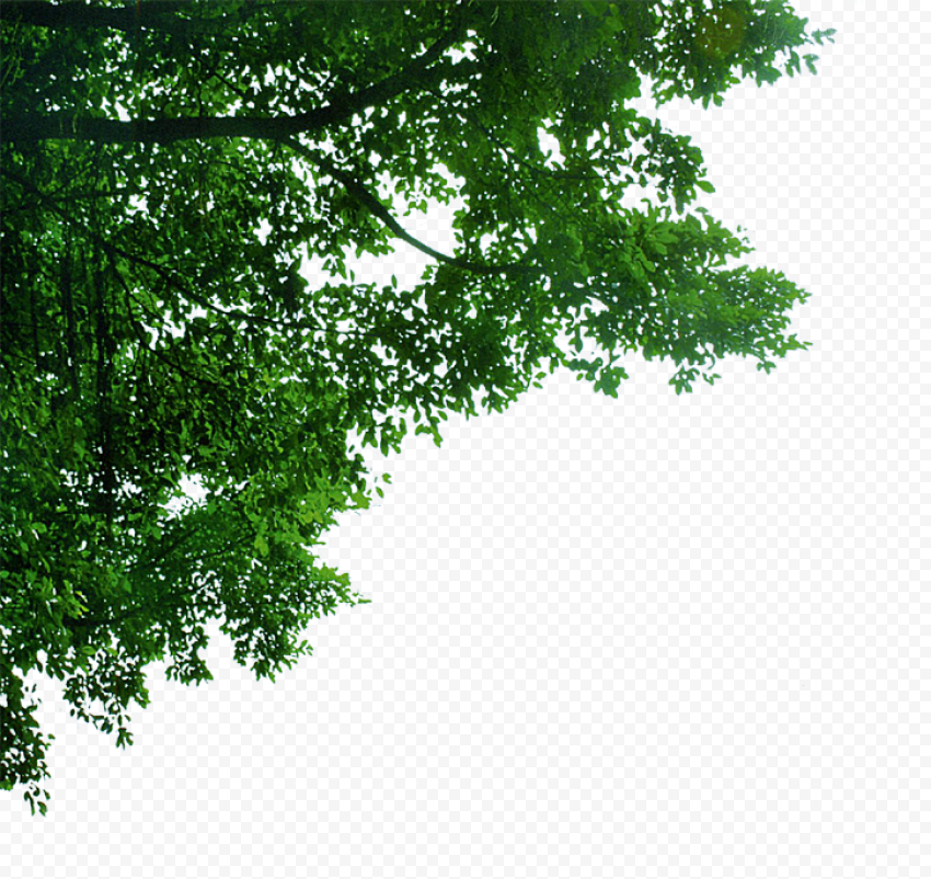 Corner decorative trees, trees, lush tree, green leaves