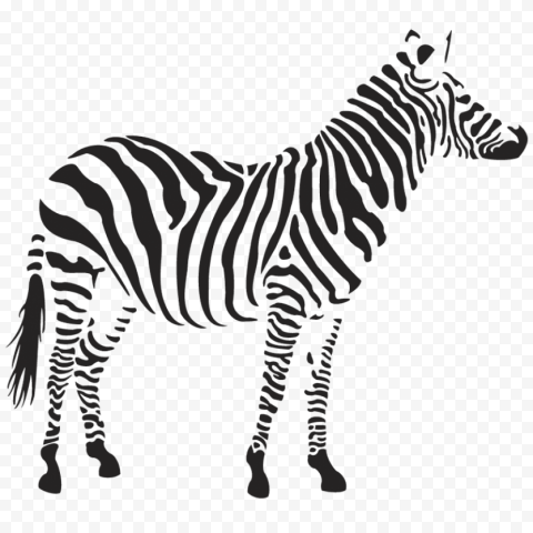 zebra 800x800