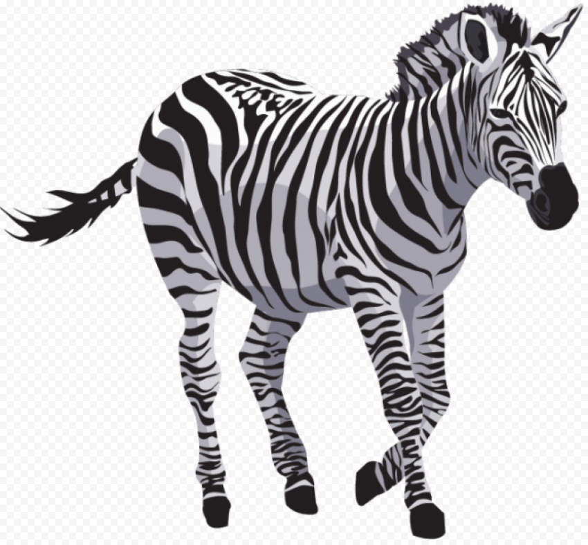 zebra 640x593