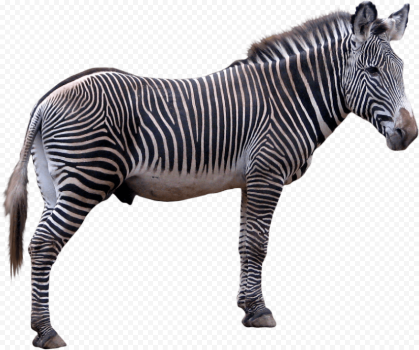 zebra 874x730