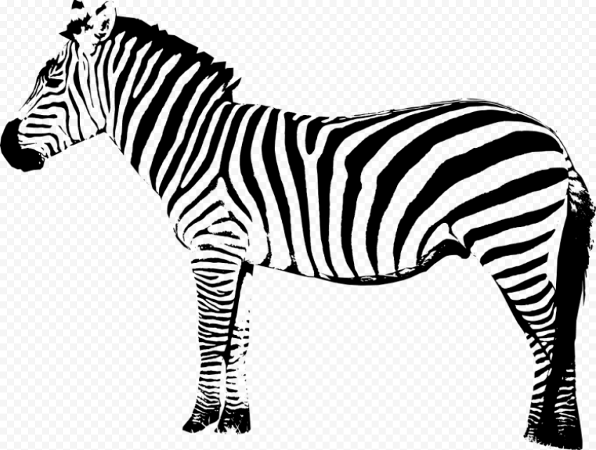 zebra 1000x755