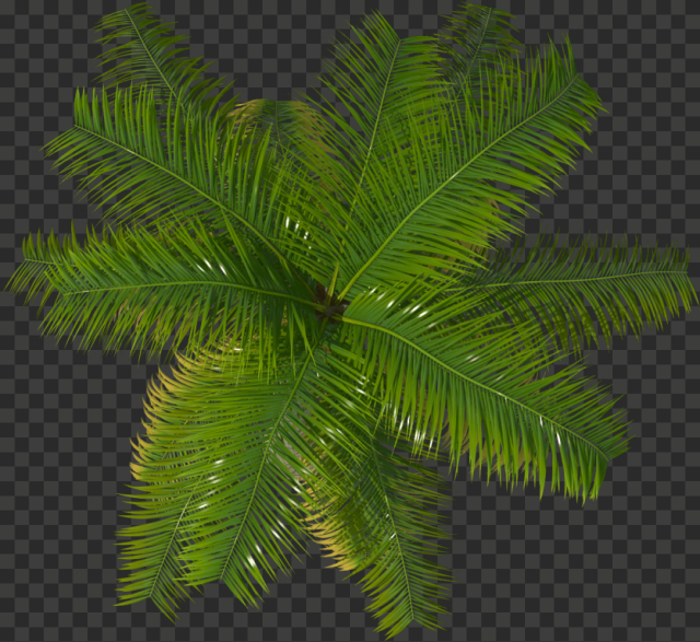palm tree top palm tree top view 